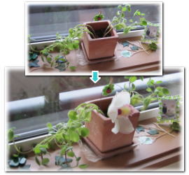 鉢植えとシンビジューム